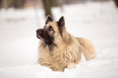 kış sezonunda açık havada oynayan bekçi köpeği
