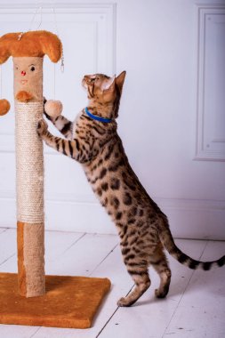 evde oynayan Bengal kedi görünümü 