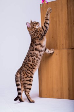 evde oynayan Bengal kedi görünümü 