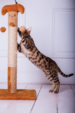 evde oynayan Bengal kedi görünümü 