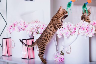 evde oynayan Bengal kedi görünümü 