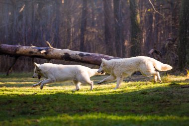 gündüz ormanda çalışan iki beyaz Alman çoban köpeği 