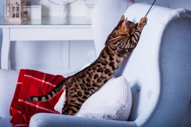 evde oynayan Bengal kedi görünümü 