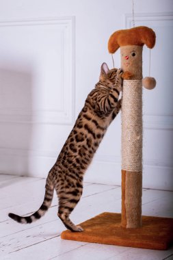 evde oynayan Bengal kedi görünümü 
