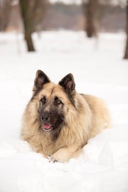 kış sezonunda açık havada oynayan bekçi köpeği