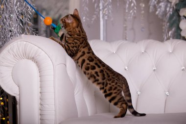 evde oynayan Bengal kedi görünümü 