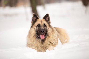 kış sezonunda açık havada oynayan bekçi köpeği
