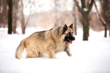 kış sezonunda açık havada oynayan bekçi köpeği
