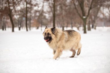kış sezonunda açık havada oynayan bekçi köpeği