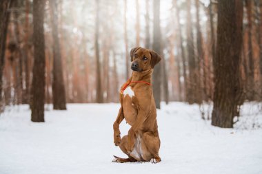 ağaçlandırma tennessee brindle köpek kış ormanda oynarken