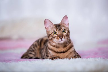 evde oyunlarda zaman harcama oyuncu sevimli kedi