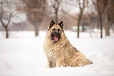 kış sezonunda açık havada oynayan bekçi köpeği