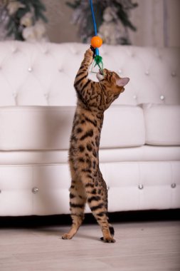 evde oynayan Bengal kedi görünümü 