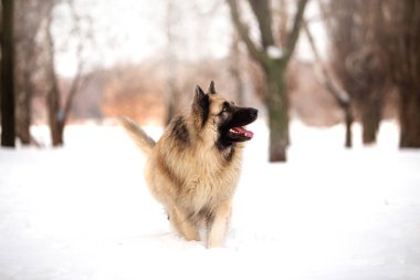 kış sezonunda açık havada oynayan bekçi köpeği