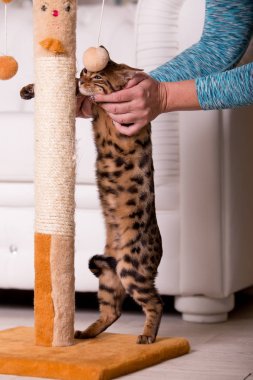 evde sevimli kedi tutan kadın elleri 