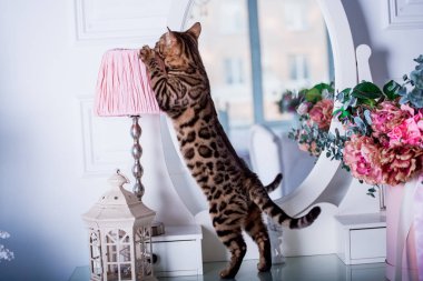 evde oyunlarda zaman harcama oyuncu sevimli kedi