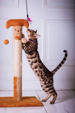 evde oynayan Bengal kedi görünümü 