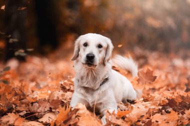 gündüz açık havada yaprakları poz altın retriever 