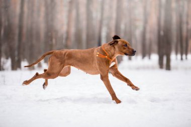 ağaçlandırma tennessee brindle köpek kış ormanda oynarken