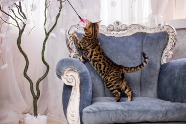 evde oynayan Bengal kedi görünümü 