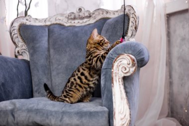 evde oynayan Bengal kedi görünümü 