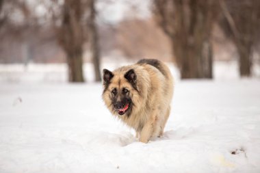 kış sezonunda açık havada oynayan bekçi köpeği