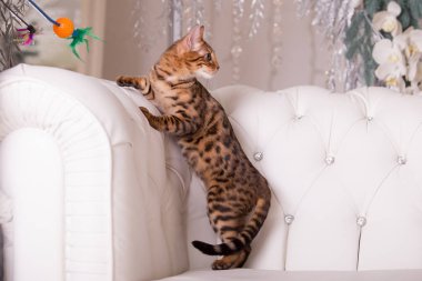 evde oynayan Bengal kedi görünümü 