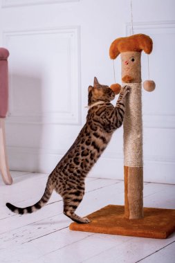 evde oynayan Bengal kedi görünümü 