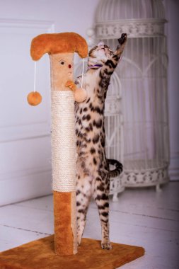 evde oynayan Bengal kedi görünümü 