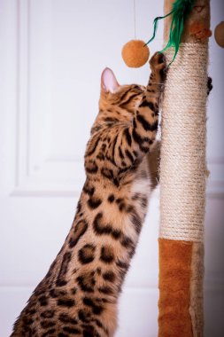 evde oynayan Bengal kedi görünümü 