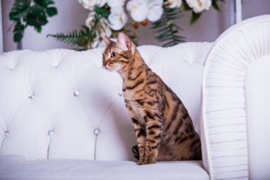 evde beyaz kanepe üzerinde poz sevimli kedi