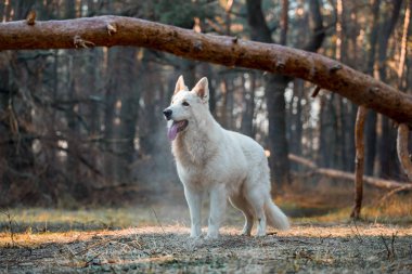 Gündüz vakti ormanda koşan beyaz Alman çoban köpeği. 