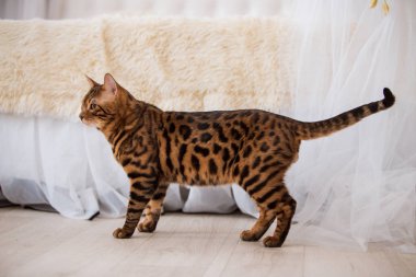 evde oyunlarda zaman harcama oyuncu sevimli kedi