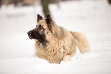 kış sezonunda açık havada oynayan bekçi köpeği