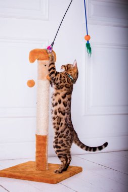 evde oynayan Bengal kedi görünümü 