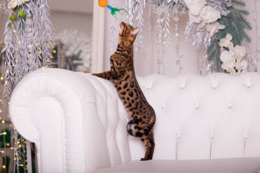 evde oynayan Bengal kedi görünümü 