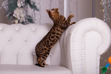 evde oynayan Bengal kedi görünümü 