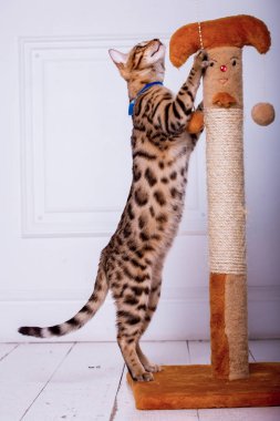 evde oynayan Bengal kedi görünümü 