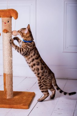 evde oynayan Bengal kedi görünümü 