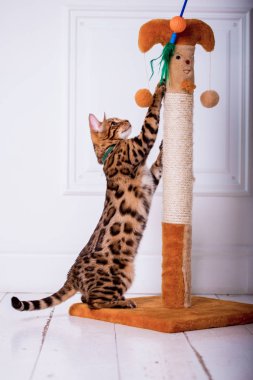 evde oynayan Bengal kedi görünümü 