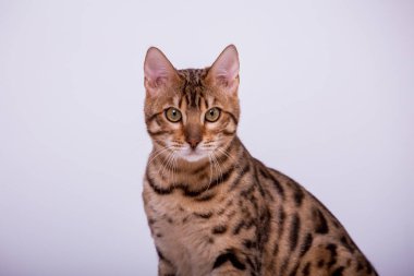 evde Bengal kedi portre 