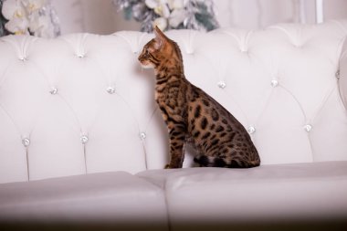 evde Bengal kedi portre 