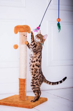 evde oynayan Bengal kedi görünümü 