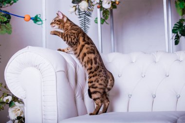 evde oyuncak ile oynarken sevimli kedicik