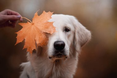 gündüz açık havada akçaağaç yaprağı ile poz altın retriever 