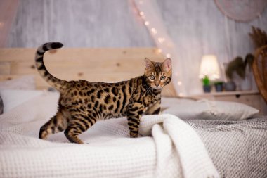 evde Bengal kedi portre 