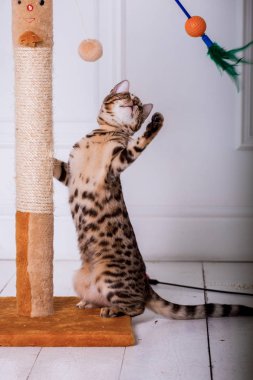 evde oynayan Bengal kedi görünümü 