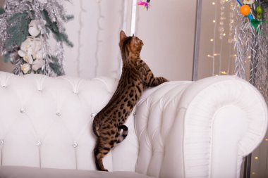 evde oynayan Bengal kedi görünümü 
