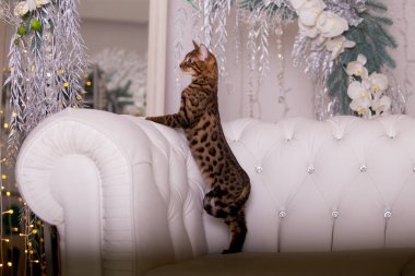 evde oynayan Bengal kedi görünümü 