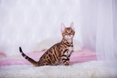 evde poz sevimli kedi portresi 